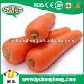 China fresh carrot hot new products for 2014